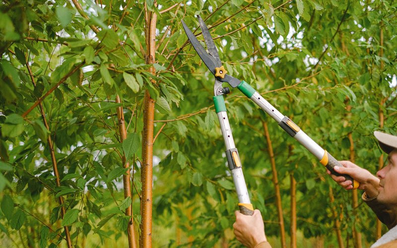 Tree trimming in Swifton, AR